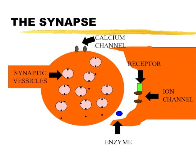 THE SYNAPSE SYNAPTIC VESSICLES ••• ••• ••• ••• ••• ••• •••