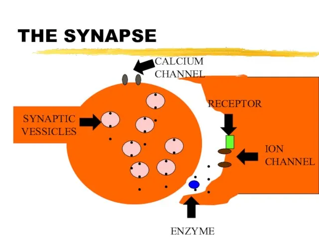 THE SYNAPSE SYNAPTIC VESSICLES ••• ••• ••• ••• ••• ••• •••