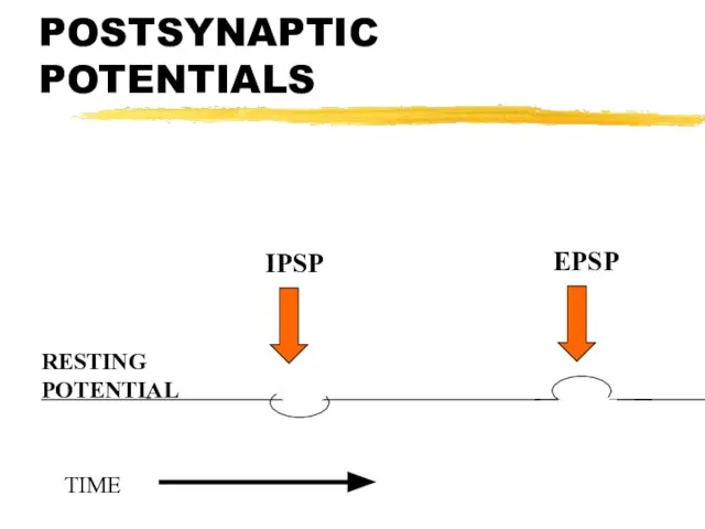 POSTSYNAPTIC POTENTIALS RESTING POTENTIAL EPSP TIME