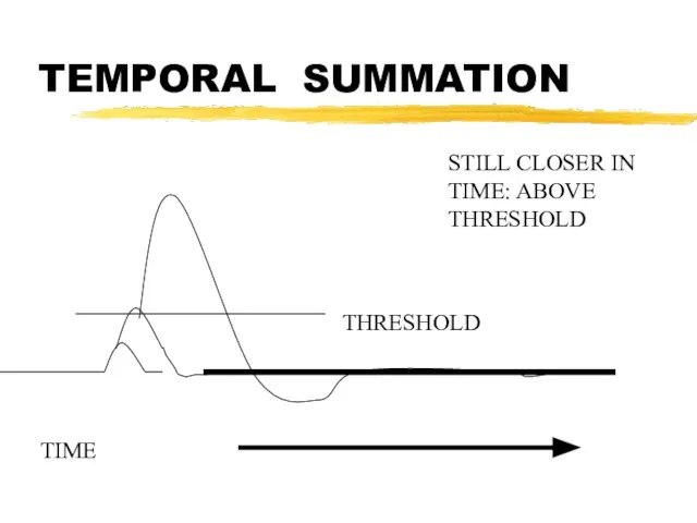 TEMPORAL SUMMATION TIME STILL CLOSER IN TIME: ABOVE THRESHOLD THRESHOLD