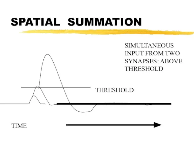 SPATIAL SUMMATION TIME SIMULTANEOUS INPUT FROM TWO SYNAPSES: ABOVE THRESHOLD THRESHOLD