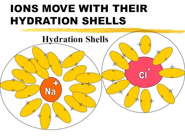 IONS MOVE WITH THEIR HYDRATION SHELLS - + - + Hydration