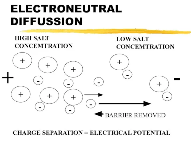ELECTRONEUTRAL DIFFUSSION + - CHARGE SEPARATION = ELECTRICAL POTENTIAL