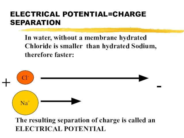 ELECTRICAL POTENTIAL=CHARGE SEPARATION In water, without a membrane hydrated Chloride is