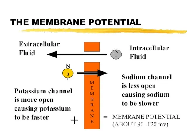 THE MEMBRANE POTENTIAL M E M B R A N E