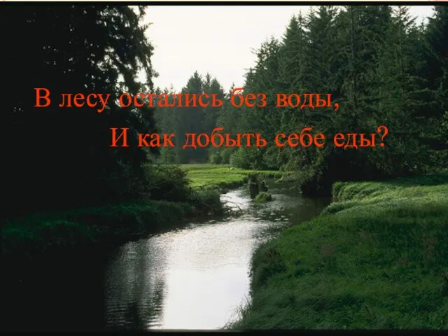 В лесу остались без воды, И как добыть себе еды?