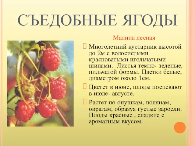 СЪЕДОБНЫЕ ЯГОДЫ Малина лесная Многолетний кустарник высотой до 2м с волосистыми