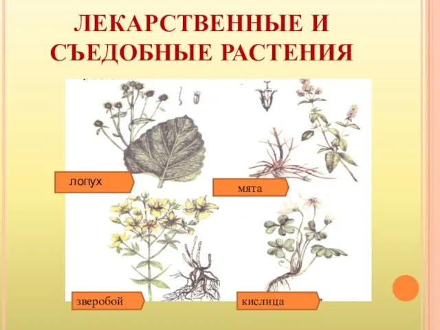 ЛЕКАРСТВЕННЫЕ И СЪЕДОБНЫЕ РАСТЕНИЯ лопух мята зверобой кислица