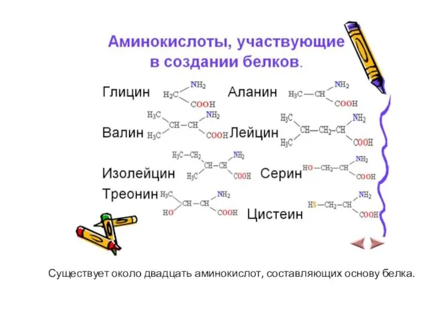 Существует около двадцать аминокислот, составляющих основу белка.