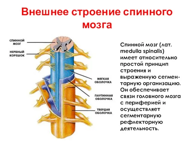 Спинной мозг (лат. medulla spinalis) имеет относительно простой принцип строения и