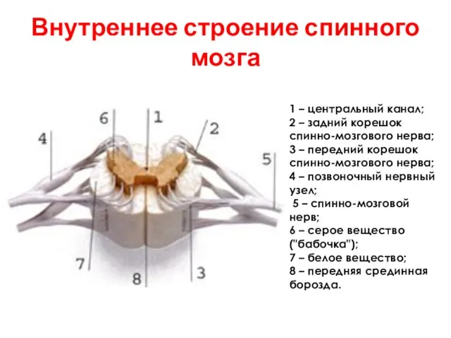 1 – центральный канал; 2 – задний корешок спинно-мозгового нерва; 3