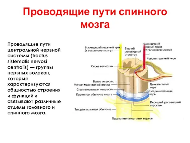 Проводящие пути центральной нервной системы (tractus sistematis nervosi centralis) — группы