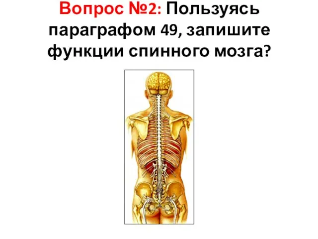 Вопрос №2: Пользуясь параграфом 49, запишите функции спинного мозга?