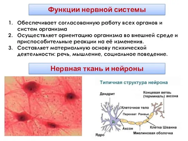 Функции нервной системы Нервная ткань и нейроны Обеспечивает согласованную работу всех