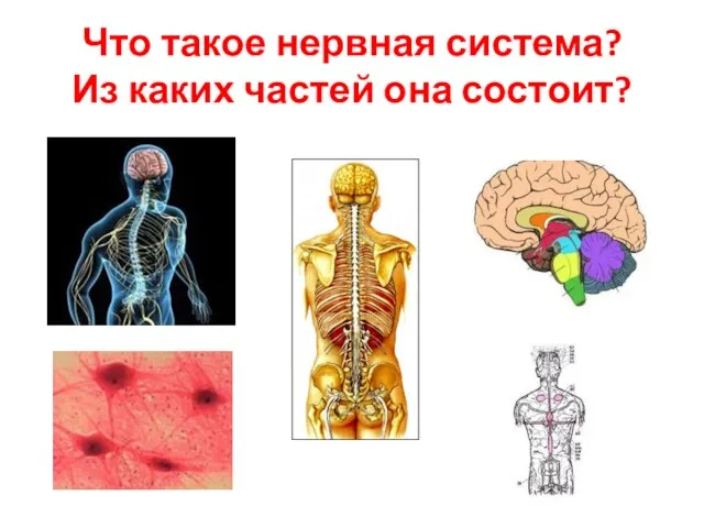 Что такое нервная система? Из каких частей она состоит?