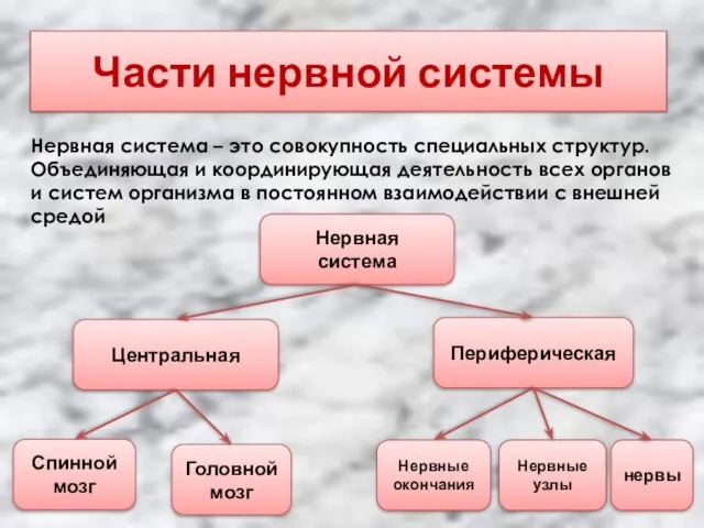 Части нервной системы Нервная система Центральная Периферическая Спинной мозг Головной мозг