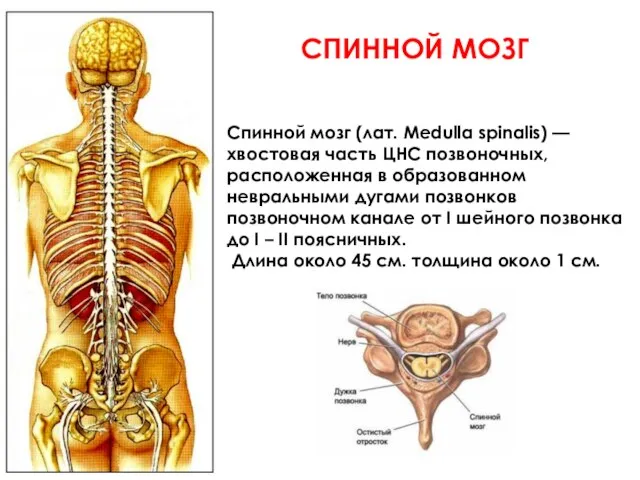Спинной мозг (лат. Medulla spinalis) —хвостовая часть ЦНС позвоночных, расположенная в