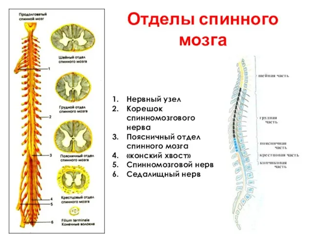 Нервный узел Корешок спинномозгового нерва Поясничный отдел спинного мозга «конский хвост»