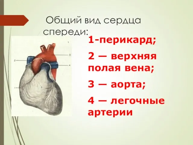 Общий вид сердца спереди: 1-перикард; 2 — верхняя полая вена; 3