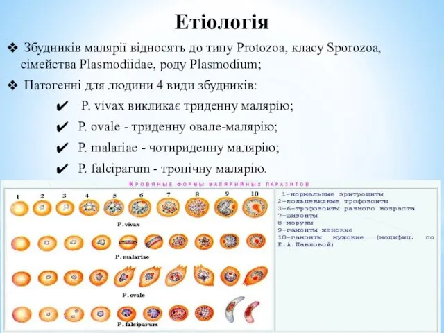 Етіологія Збудників малярії відносять до типу Protozoa, класу Sporozoa, сімейства Plasmodiidae,