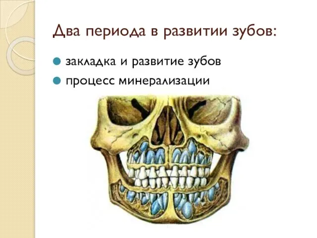 Два периода в развитии зубов: закладка и развитие зубов процесс минерализации