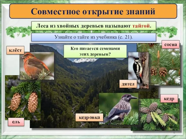 Совместное открытие знаний Леса из хвойных деревьев называют тайгой. Узнайте о