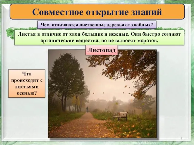 Совместное открытие знаний Чем отличаются лиственные деревья от хвойных? Листья в