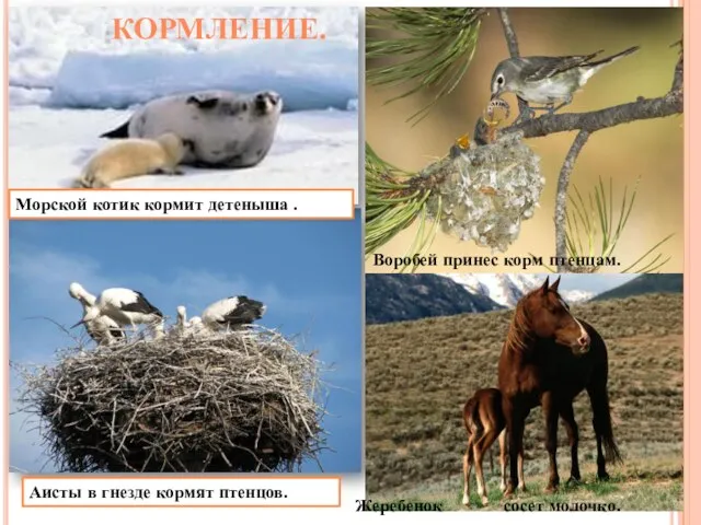 КОРМЛЕНИЕ. Морской котик кормит детеныша . Воробей принес корм птенцам. Аисты