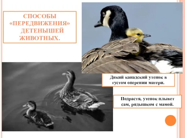 Дикий канадский утенок в густом оперении матери. СПОСОБЫ «ПЕРЕДВИЖЕНИЯ» ДЕТЕНЫШЕЙ ЖИВОТНЫХ.