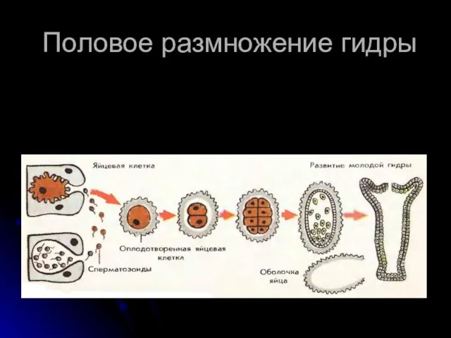 Половое размножение гидры