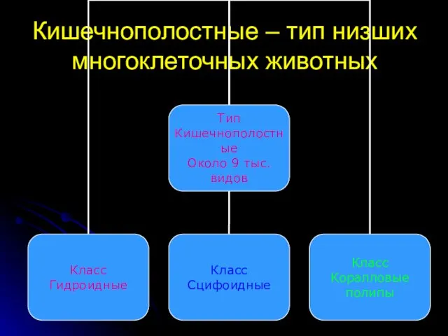 Кишечнополостные – тип низших многоклеточных животных