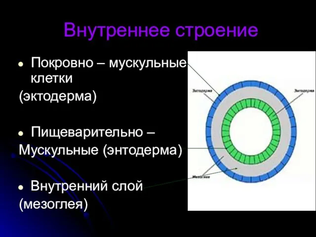 Внутреннее строение Покровно – мускульные клетки (эктодерма) Пищеварительно – Мускульные (энтодерма) Внутренний слой (мезоглея)