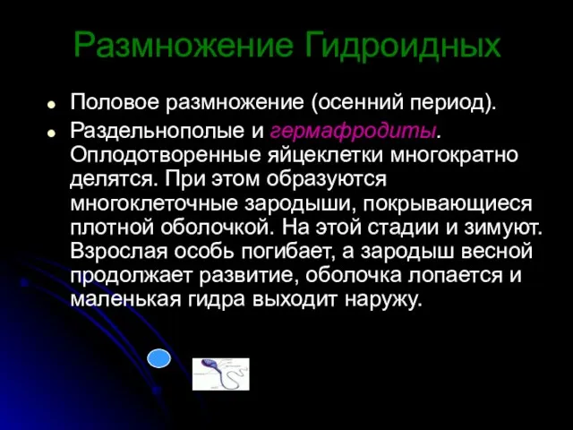 Половое размножение (осенний период). Раздельнополые и гермафродиты. Оплодотворенные яйцеклетки многократно делятся.