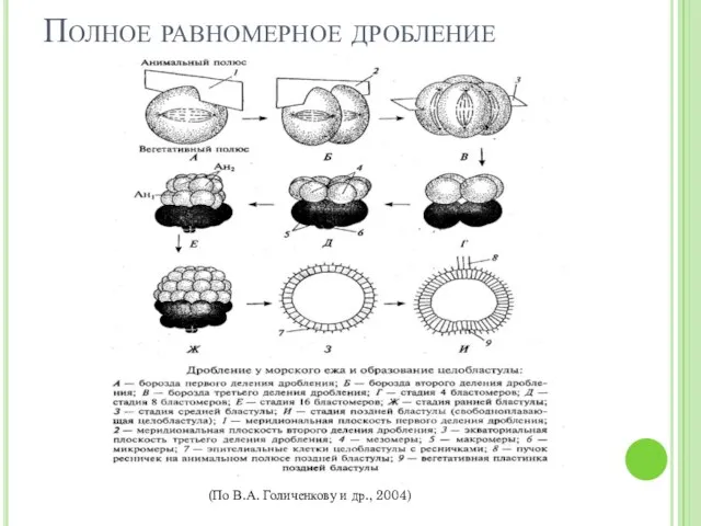 Полное равномерное дробление (По В.А. Голиченкову и др., 2004)