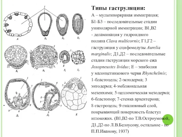 Типы гаструляции: А – мультипоряраная иммиграция; Б1-Б3 – последовательные стадии униполярной