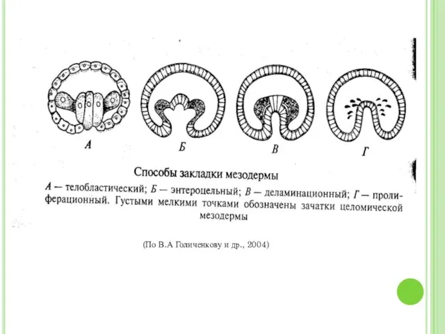 (По В.А Голиченкову и др., 2004)