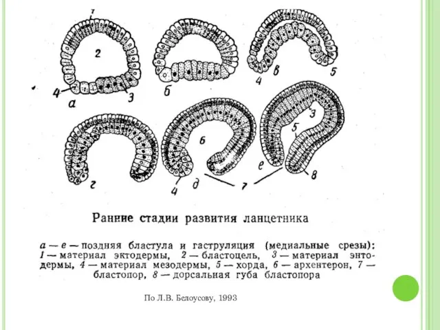 По Л.В. Белоусову, 1993