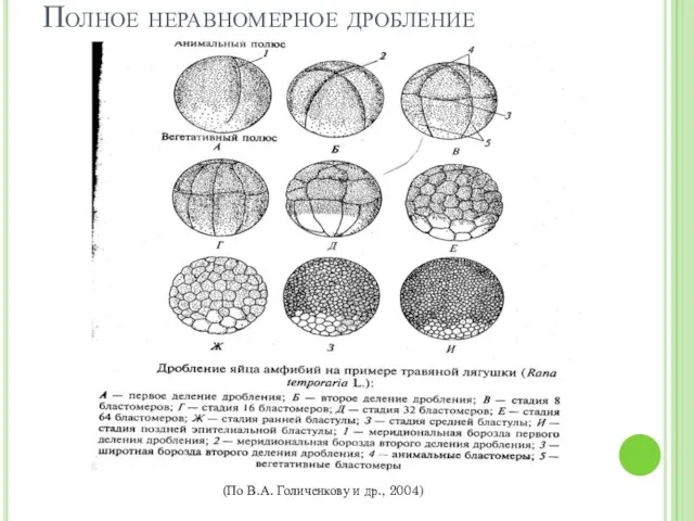 Полное неравномерное дробление (По В.А. Голиченкову и др., 2004)