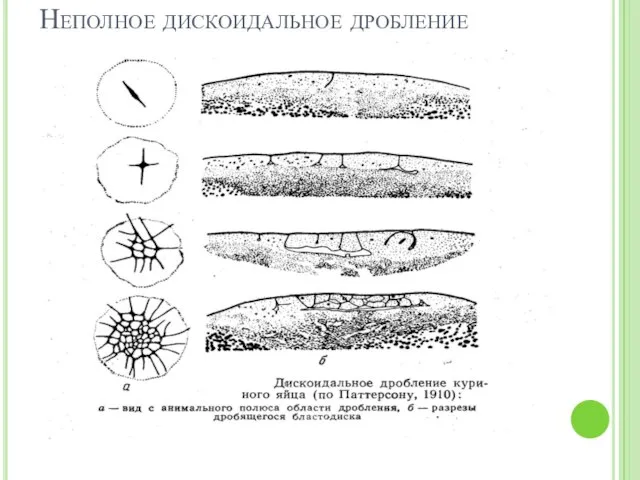 Неполное дискоидальное дробление