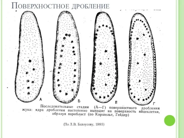 Поверхностное дробление (По Л.В. Белоусову, 1993)