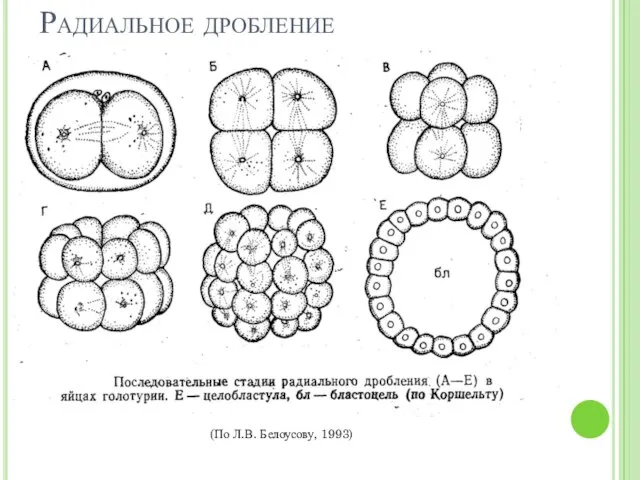 Радиальное дробление (По Л.В. Белоусову, 1993)