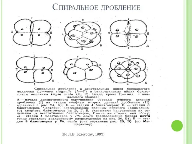 Спиральное дробление (По Л.В. Белоусову, 1993)