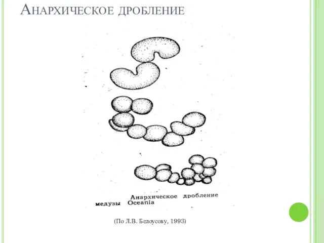 Анархическое дробление (По Л.В. Белоусову, 1993)