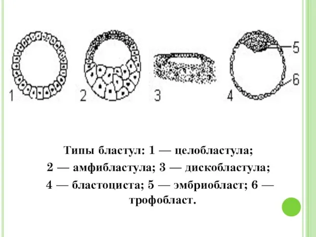 Типы бластул: 1 — целобластула; 2 — амфибластула; 3 — дискобластула;