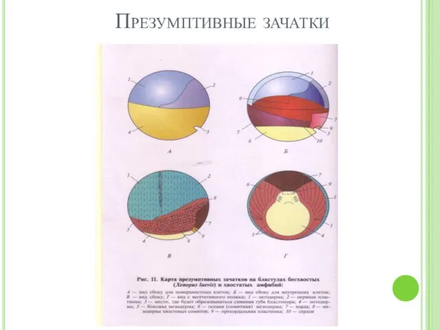 Презумптивные зачатки