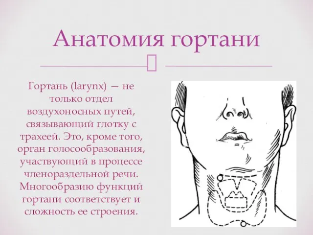 Анатомия гортани Гортань (larynx) — не только отдел воздухоносных путей, связывающий