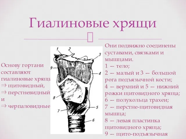 Гиалиновые хрящи Они подвижно соединены суставами, связками и мышцами. 1 —