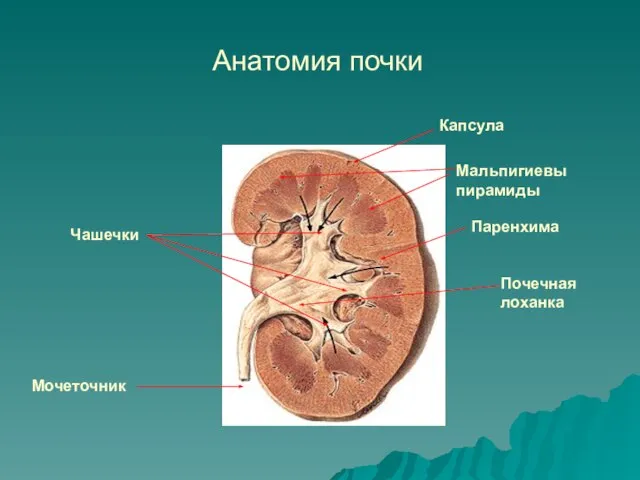 Почечная лоханка Чашечки Мочеточник Мальпигиевы пирамиды Паренхима Капсула Анатомия почки