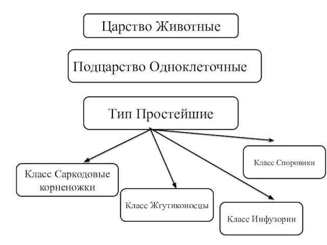 Царство Животные Подцарство Одноклеточные Тип Простейшие Класс Саркодовые корненожки Класс Жгутиконосцы Класс Инфузории Класс Споровики