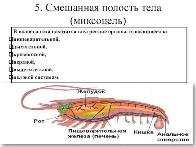 5. Смешанная полость тела (миксоцель) В полости тела находятся внутренние органы,